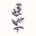 Milk Thistle Silybum marianum, cardus marianus, Marian, Saint Mary`s, Mediterranean or Scotch thistle blooming flowers , leaves